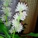Sadnice - sobne biljke: Dracena masangeana- corn plant- biljka kukuruz, Biljka u cvetu